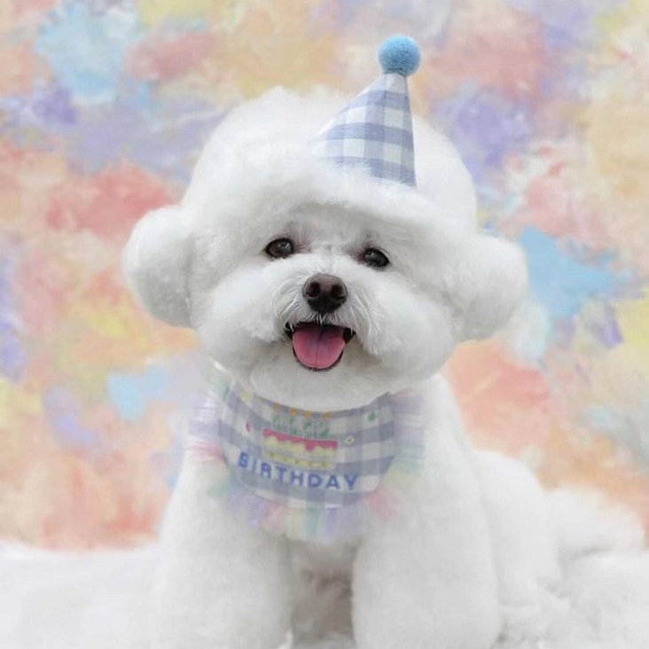 로위드 반려동물 생일파티 꼬깔모자 턱받이 세트